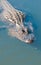 Aligator sifting mud of a shallow pond searching for small edible foods