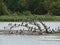 Aligned birds on collapsed tree in river