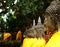 Aligned buddha statue in Ayutthaya