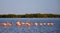 Aligned group of flamingos in the blue water in Rio Lagartos, Yucatan, Mexico