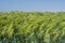 Aligned under the ruler field of hybrid barley against the sky