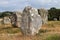 Alignements de Carnac - Alignements du Menec  - rows of Menhirs