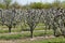 Alignment of fruit trees and vineyard