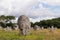 Alignment of Kerlescan, rows of menhirs in Carnac in Brittany