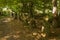 Alignment of menhirs in the forest at Carnac southern Brittany gulf Morbihan neolithic site France