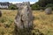 Alignment of menhirs in the forest at Carnac southern Brittany gulf Morbihan neolithic site France