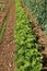 Alignment of rows of different vegetables in a vegetable garden