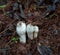 Alimbi, Natural mushrooms