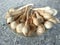 Alimbi, Natural mushrooms, This plant grows naturally during monsoons