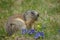 Alipine marmot with summer flowers