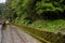 Alishan forest railway narrow gauge train