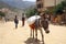 Alitena, Ethiopia - 4 June 2019 : Donkeys are still used for daily transport in many developing countries