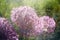 alium flower with dandelion flower structure wit water drops. ma