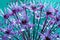 Alium flower with dandelion flower structure wit water drops. ma