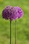 Alium onion flower