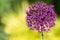 Alium onion flower