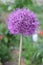 Alium onion flower close to