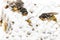 Alive baby asian and dead hornets in nest honeycombed macro in white background