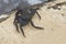 Alive black crab in nature close up photo.