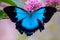 Alive blue Ulysses butterfly Papilio ulysses open wings in the nature, pollinating pink flowers Melicope elleryana at
