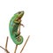 Alive chameleon reptile