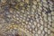 Alive crocodile skin pattern from the living body for background