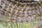 Alive crocodile tail pattern from the living body for background