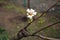 Alive cuttings on grafting pear tree with formed callus, young leaves and flowers