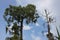 Alive and dead Cypress trees and spanish moss.