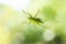 Alive green grass hopper sitting on a window underbelly view macro close up shot isolated against outside vegetation