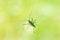 Alive green grass hopper sitting on a window underbelly view macro close up shot isolated against outside vegetation