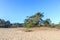 Alive and moving drifting sand dunes of Soesterduinen area in Netherlands