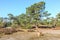 Alive and moving drifting sand dunes of Soesterduinen area in Netherlands