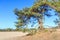 Alive and moving drifting sand dunes of Soesterduinen area in Netherlands