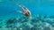 Alive octopus underwater swimming in the Aegean Sea