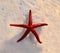 Alive red starfish relaxing on the rocky shores