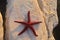 Alive red starfish relaxing on the rocky shores