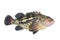 Alive rockfish Sebastes trivittatus Yellow Rockfish, Gold Rockfish or Three-stripe Rockfish isolated on white background. Alive