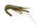 Alive shrimp Pandalus latirostris isolated on white background closeup