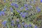 Alkanna tinctoria, the dyer`s alkanet, spring flowers