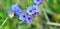 Alkanna tinctoria, the dyer`s alkanet, spring flowers