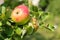 Alkmene apple tree (Early Windsor) with fruit in Austria