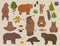 All bear species in one set. Bears in forest collection