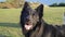 All black Groenendael Belgian Shepherd dog standing vibrant & alert