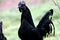 All Black Rooster The Ayam Cemani Named Vlad