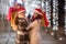 With all Christmas presents bought in shopping bags, two happy women finish their purchases for the festive period