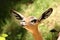 All Ears Deer (Gerenuk)