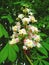 All flowers are beautiful in their own way. Cluster with white chestnut flowers. Chestnut blossom with tiny tender flowers and