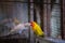 All about love so beautiful alway, beautiful yellow-white parrot