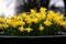 When all at once I saw a crowd, a host of daffodils